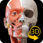 Muscular System 3D Anatomy 1.1.1