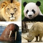 Animals Quiz Learn All Mammals 3.6.0 MOD APK Unlimited Money