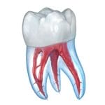 Dental 3D Illustrations 2.0.86 APK Subscribed Altered Purged