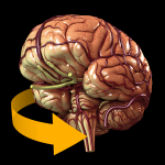 Brain 3D Anatomy 1.0.2