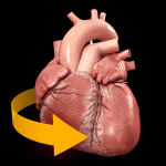 Heart 3D Anatomy 1.0.4