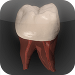 Real Tooth Morphology 3.2