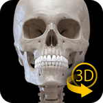 Skeletal System 3D Anatomy 2.1.1