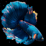 Betta Fish Live Wallpaper FREE 1.1 Mod