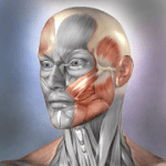 Muscle and Bone Anatomy 3D 1.2.1 Paid