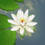 3D Lotus Pond Live Wallpaper 2.0