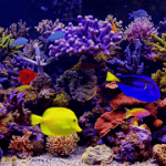 Amazing Aquariums In HD 2.2 Patched