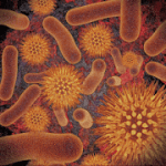 Infectious Disease Compendium 38.11.03